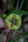 Longleaf groundcherry